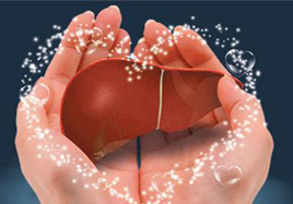 注意了，這種保健食品將修復保護肝細胞