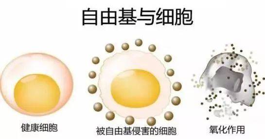 硒語 | 美國華裔專家揭曉新病毒與自由基的關系！