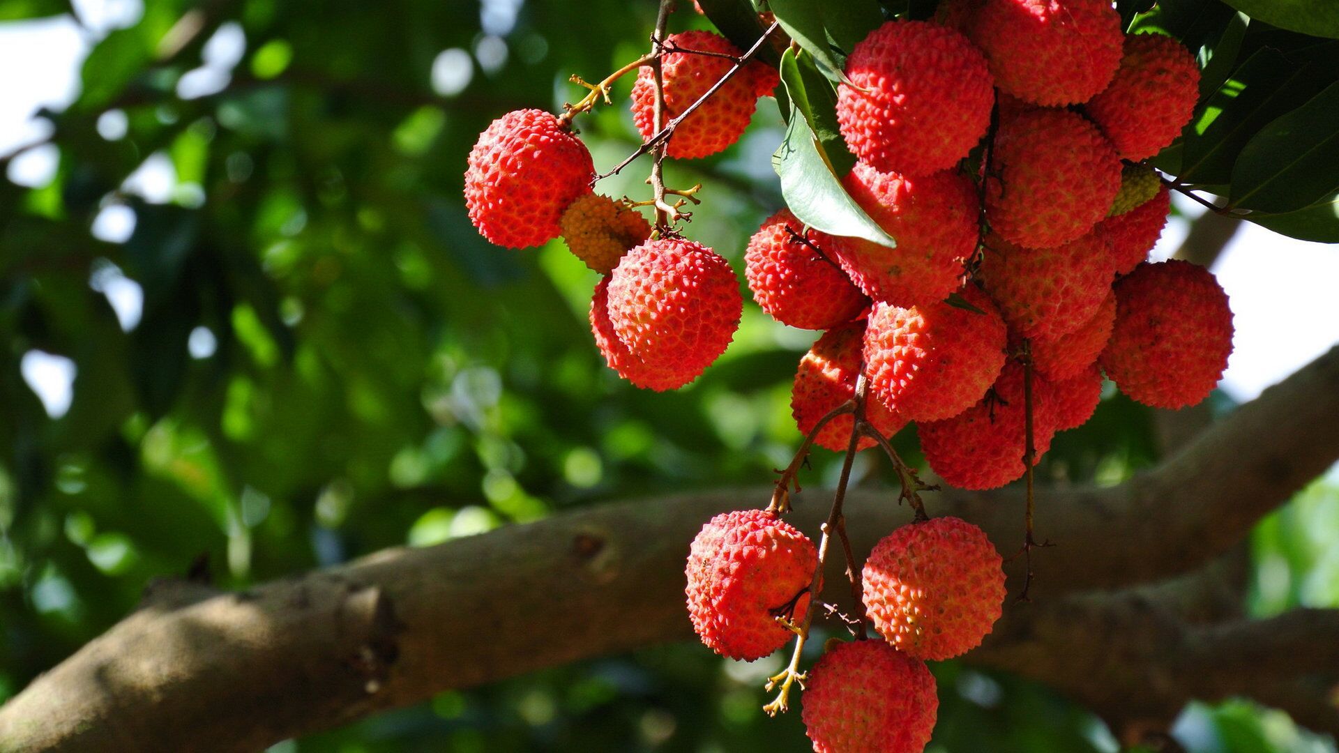 荔枝中含有豐富的維生素C，但食用后容易有低血糖