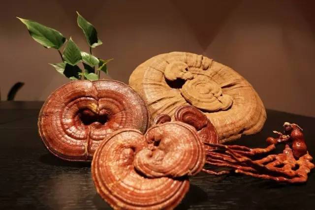 懂中藥，就要懂清楚------靈芝