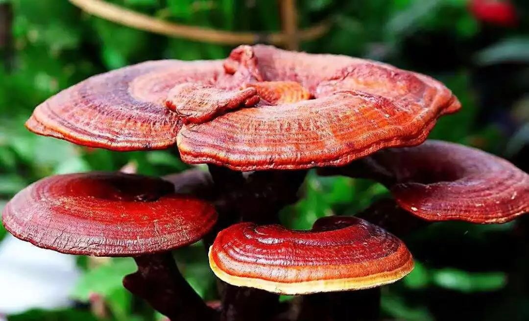 正處三伏天，靈芝孢子粉養生正當時