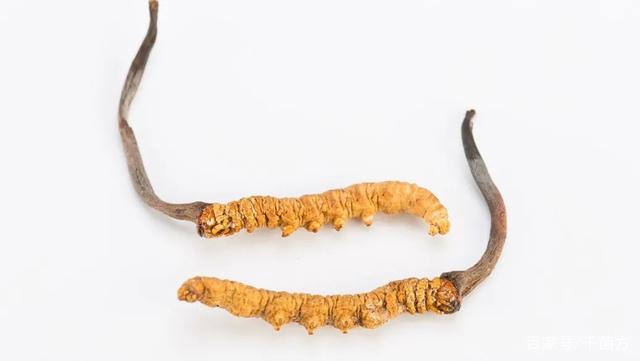 為何冬蟲夏草能夠流傳至今？