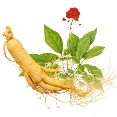 長期吃人參皂苷有什么副作用嗎？