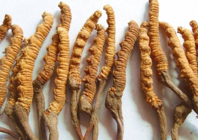 想要提升免疫力，蝙蝠蛾擬青霉菌來助力