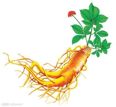 人參皂苷每天只吃一次，靠譜嗎？