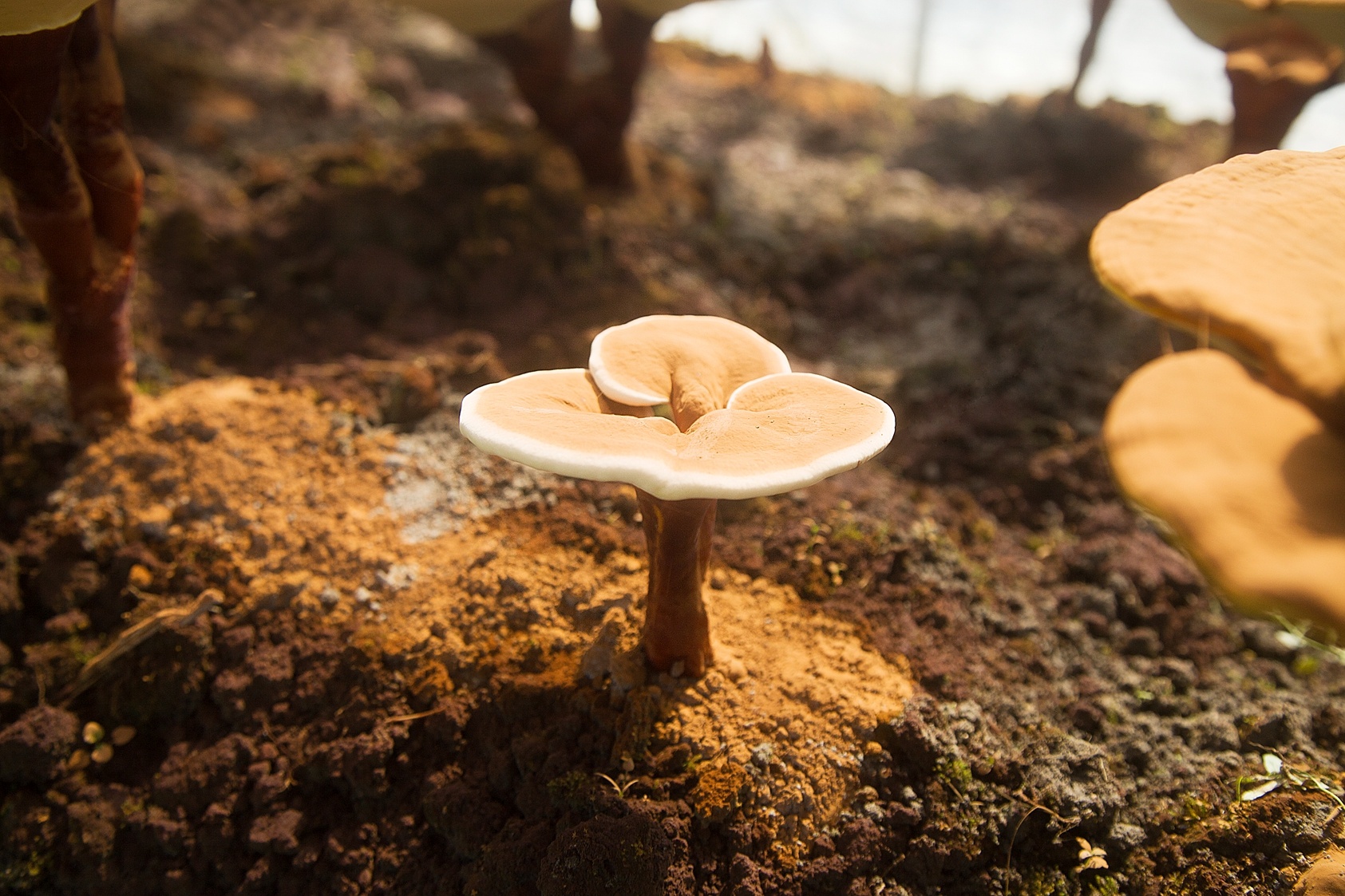 超過保質期的靈芝孢子粉還能吃嗎？