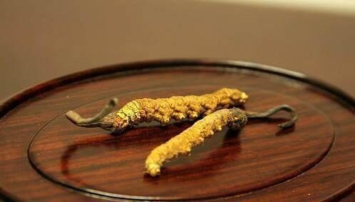 冬蟲夏草不適合濕熱體質的人