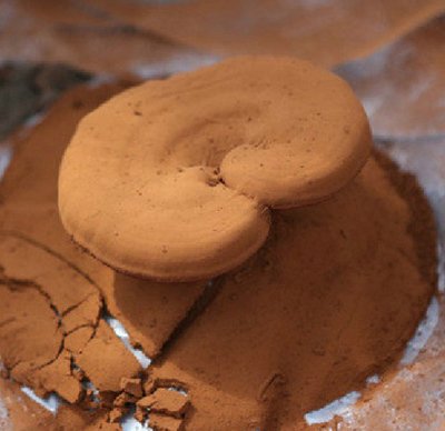  靈芝孢子粉為什么需要長期服用？