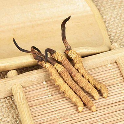 提高免疫力，冬蟲夏草是個好幫手