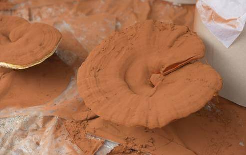 吃靈芝孢子粉的正確用法，一定要知道