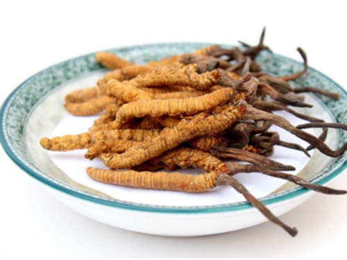 哪些人不宜吃冬蟲夏草？