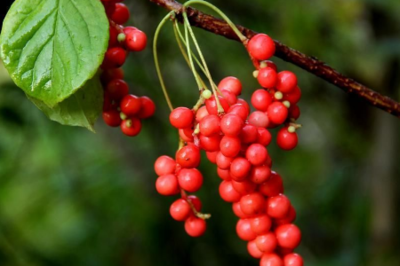 五味子具有保健作用，經常吃，會有這些好處