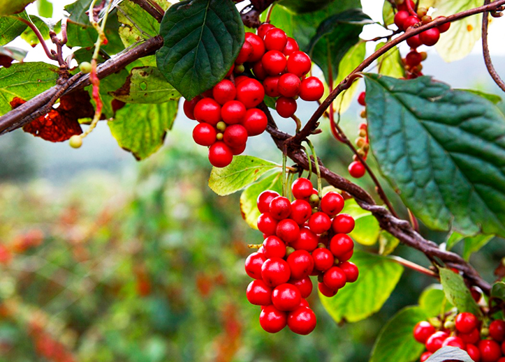 五味子：入五臟補氣，五行相生濟