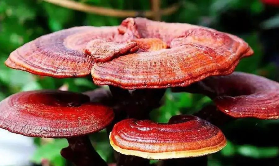 高品質免疫力產品，靈芝孢子粉需要仔細挑選