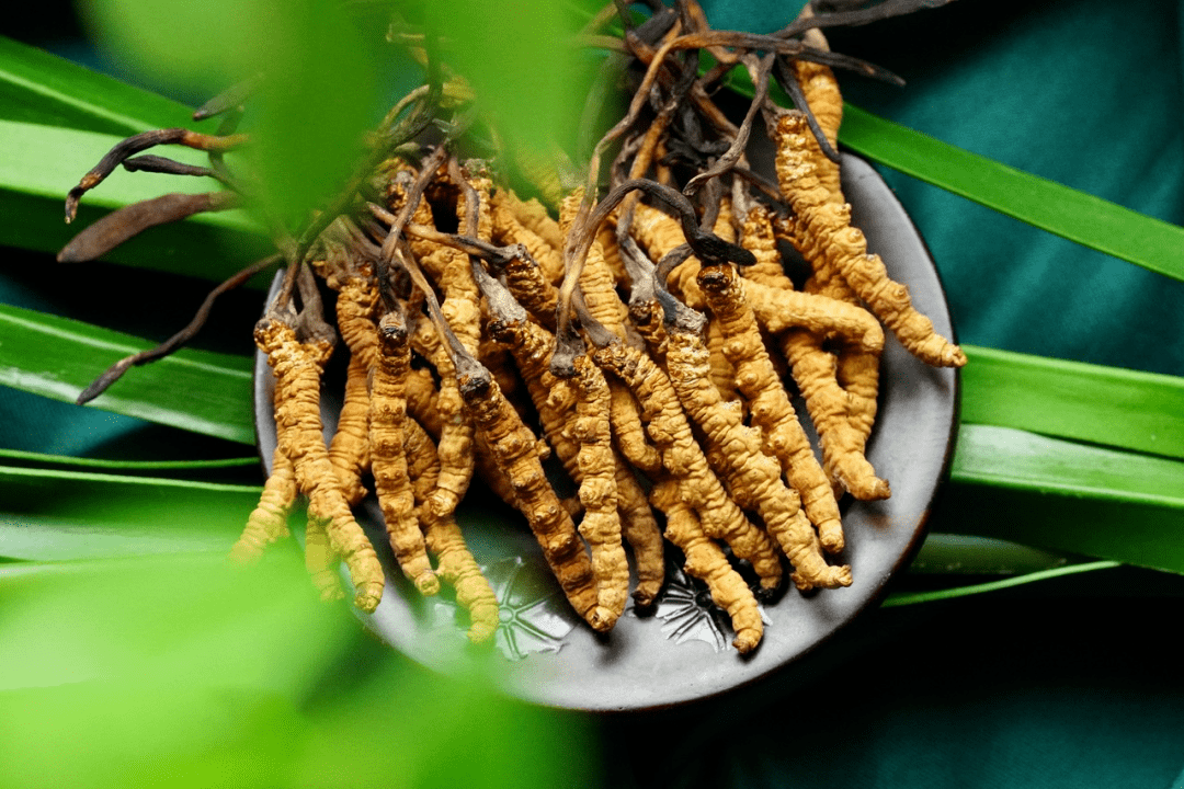 免疫力低下、咳嗽，嘗試冬蟲夏草來調理