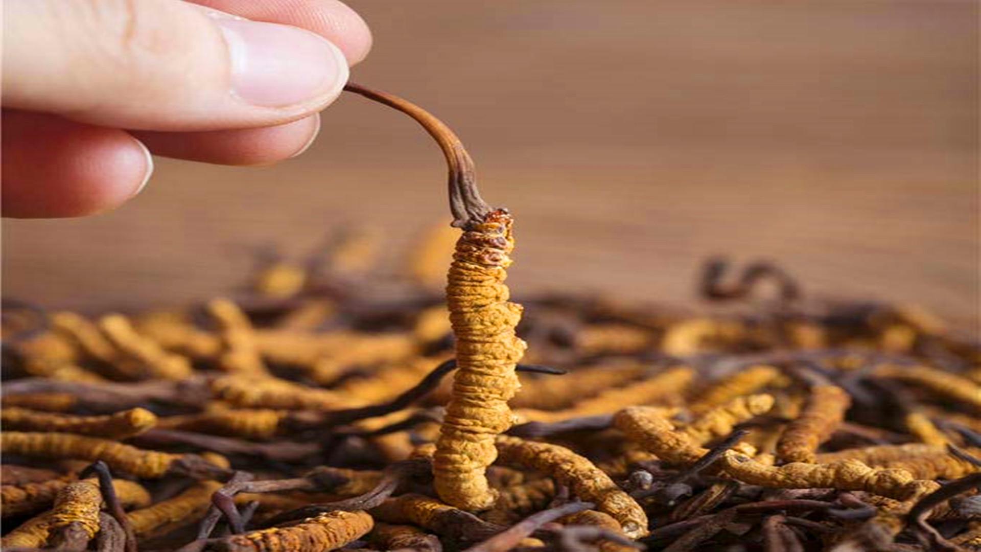 冬蟲夏草究竟是蟲還是草？很多人都不知道，它有何價值？