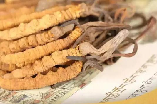 新鮮的冬蟲夏草的品質受哪些因素的影響？