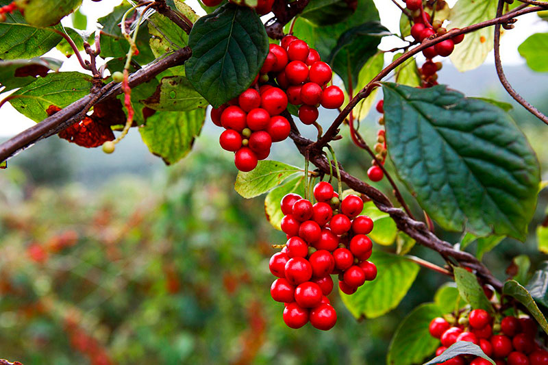 五味子：入五臟補氣，五行相生濟