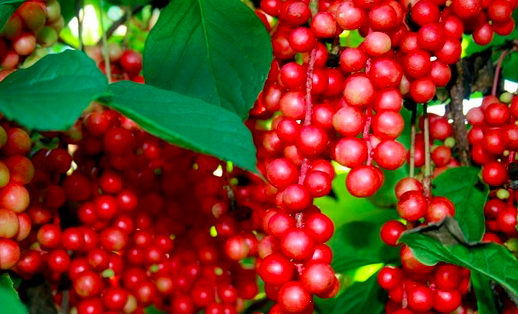  五味子有什么作用？