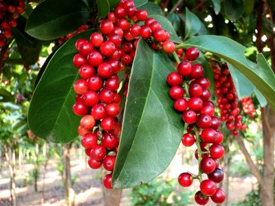 五味子助眠睡覺，緩解咳嗽