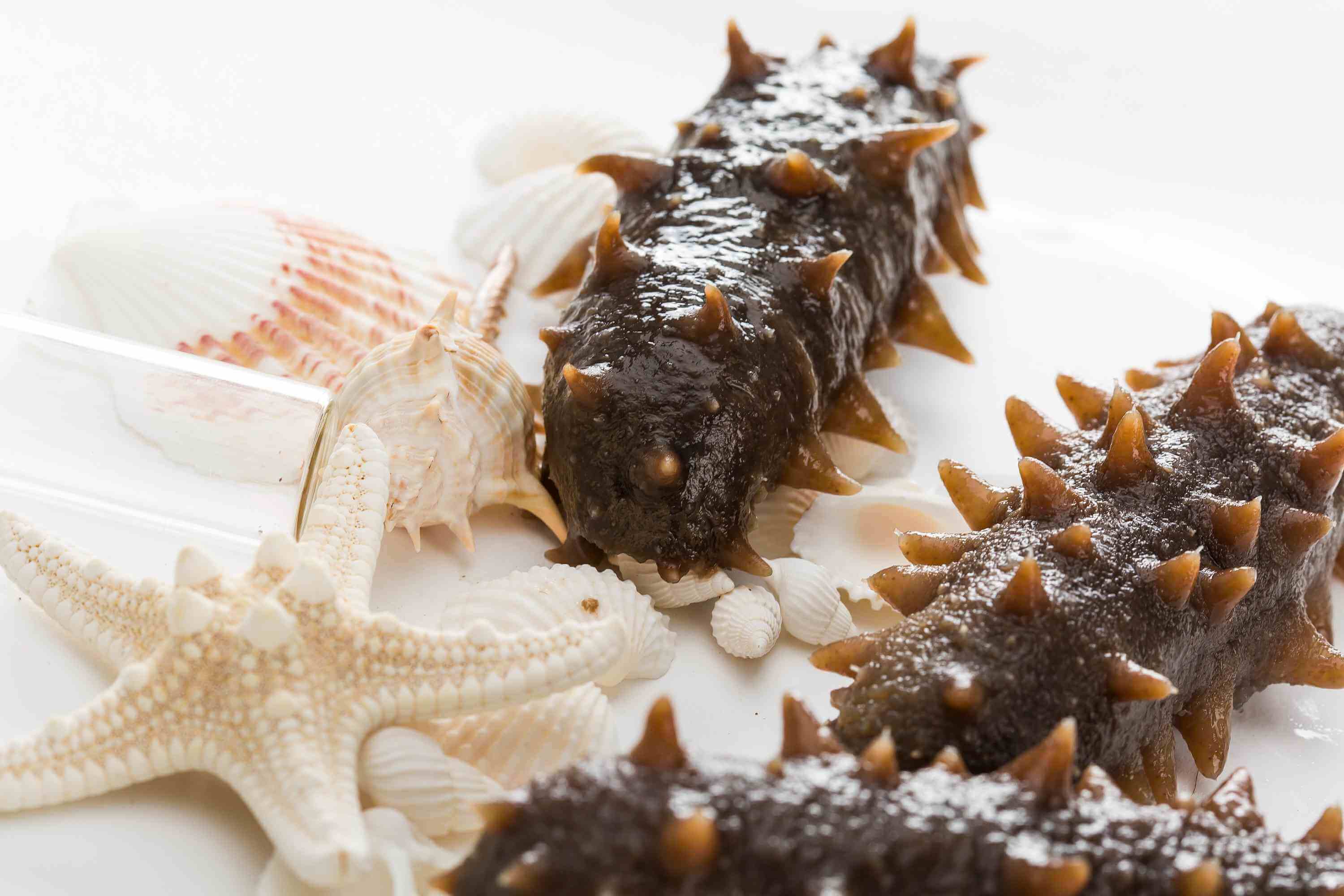 夏季養生，海參溫補不能少