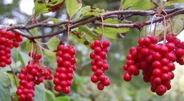 什么是五味子？