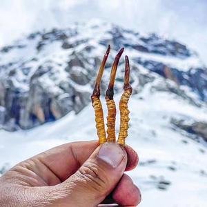 冬蟲夏草對腫瘤有哪些作用，你知道嗎？