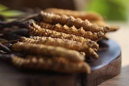 有4種人吃冬蟲夏草特別有作用！