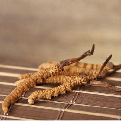 冬蟲夏草對提高免疫力、保護肝臟有非常大的幫助