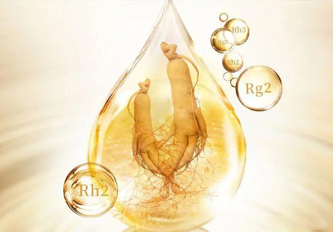 人參皂苷：深度解析其藥理機制與潛在應用前景