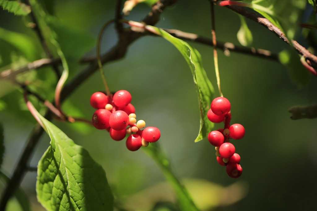 五味子：養肝護肝的珍貴草藥