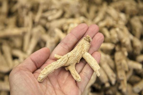 中醫：西洋參除了補氣還能補什么？