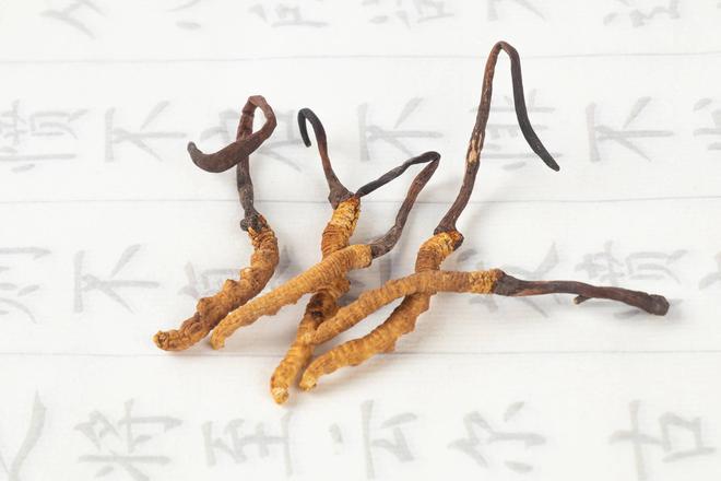 三伏天可以吃冬蟲夏草嗎？