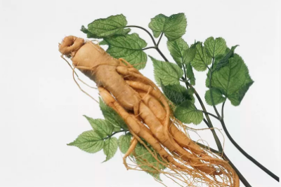 人參皂苷rh2和rg3相比，誰更強？