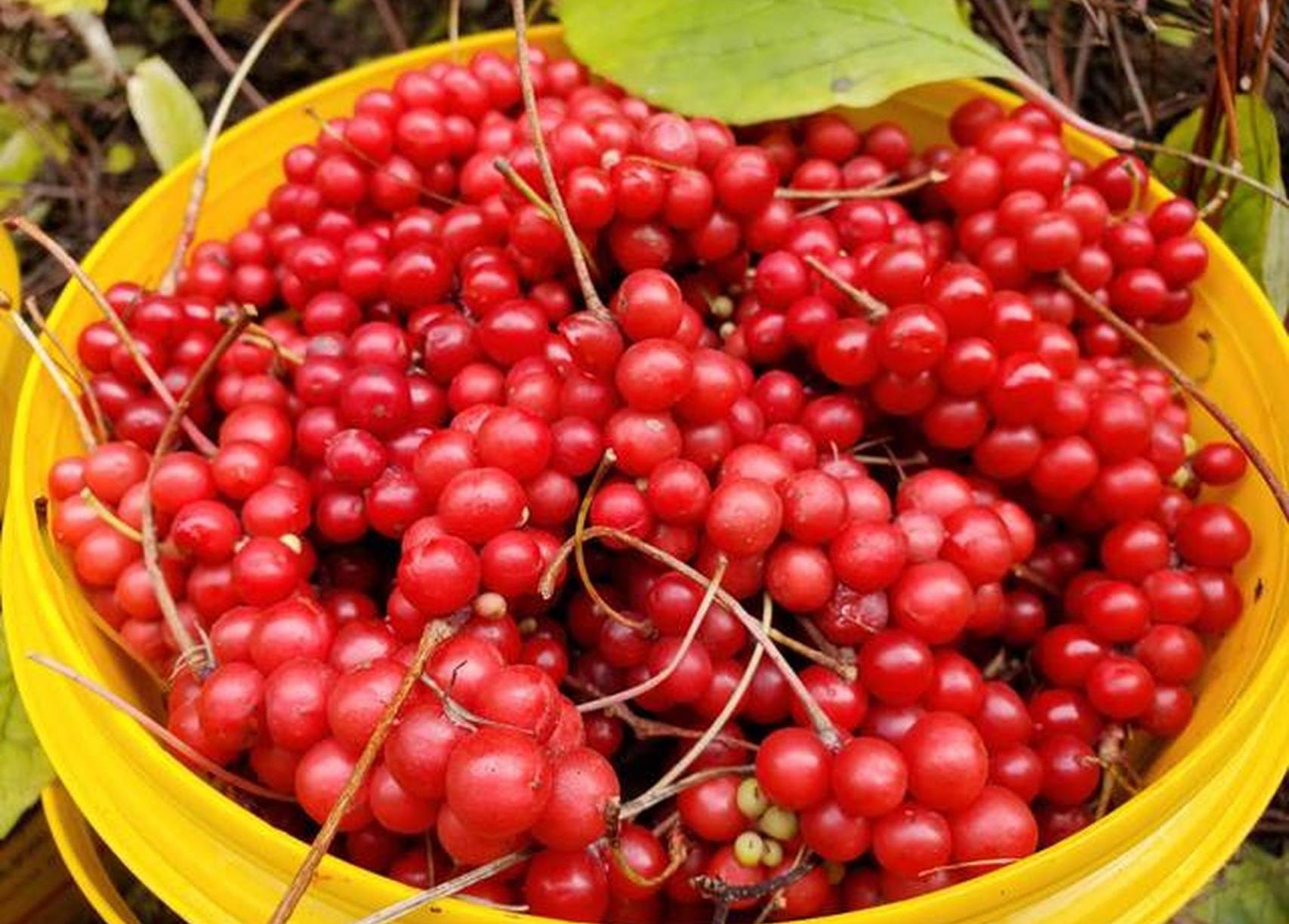 每天一把五味子，身體會發生什么變化？