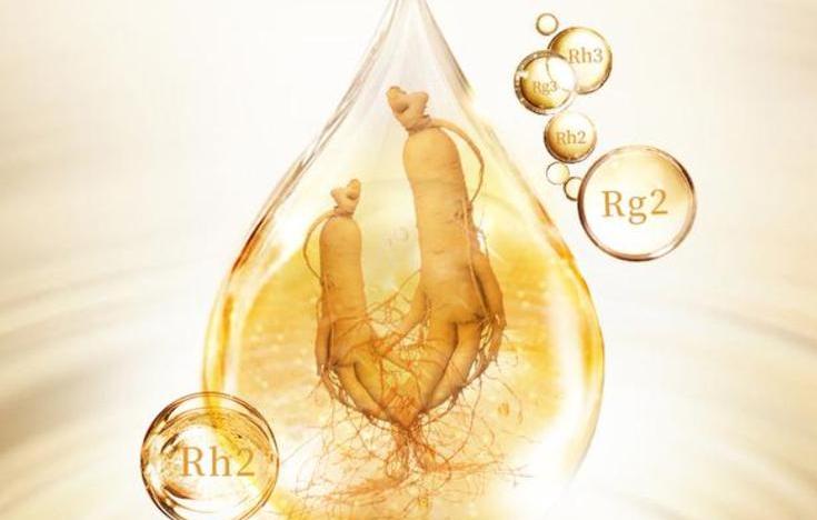 細說人參皂苷：揭開